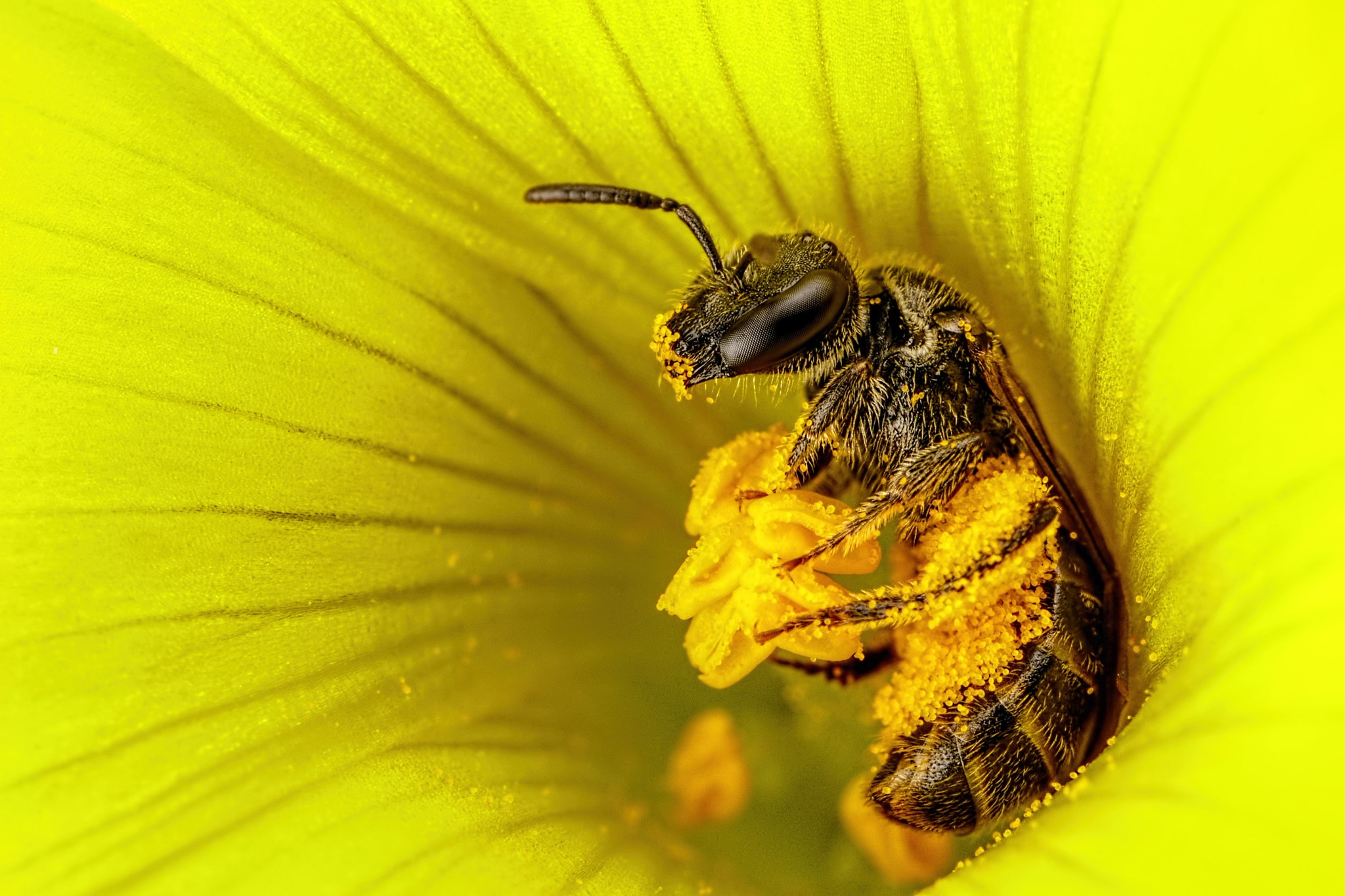 Пчела питается пыльцой. Пчела. Пчелы на желтых цветах. Желтая пчела. Пыльца на цветке.